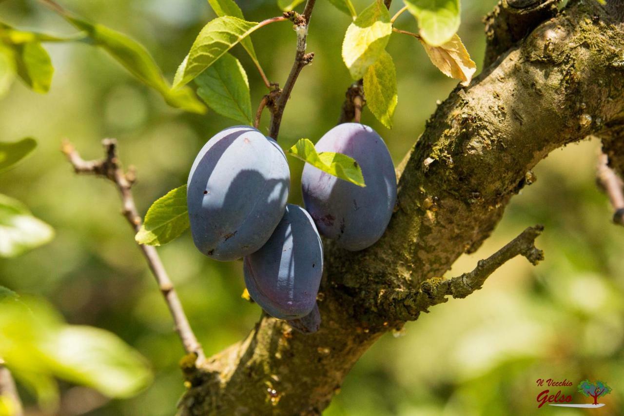 הוילה Il Vecchio Gelso - Agriturismo Rimini Montefiore Conca מראה חיצוני תמונה