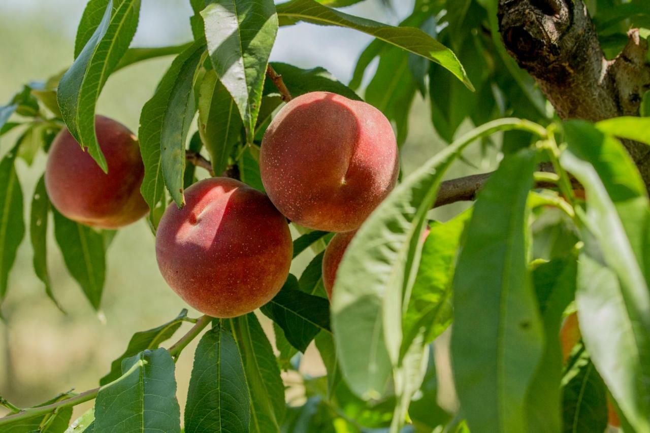 הוילה Il Vecchio Gelso - Agriturismo Rimini Montefiore Conca מראה חיצוני תמונה