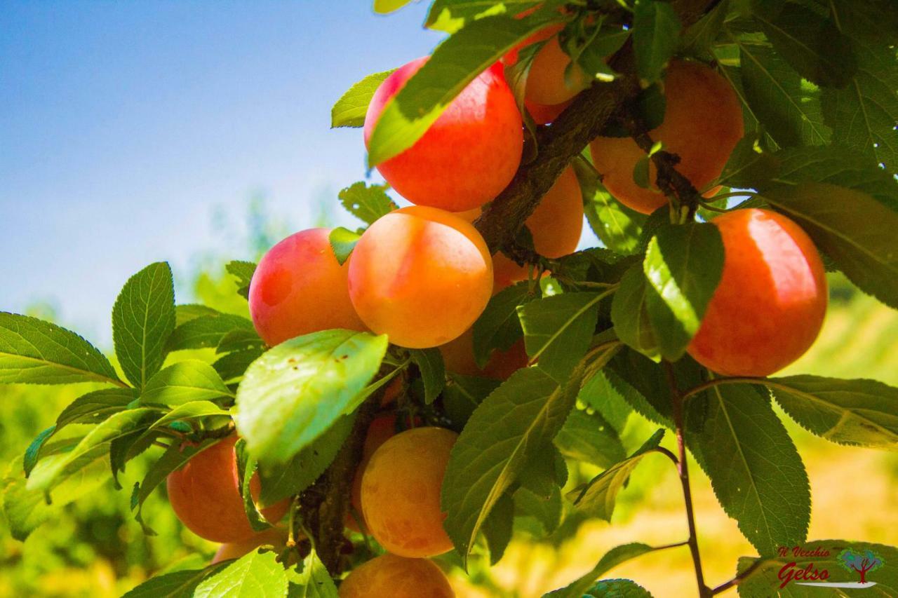הוילה Il Vecchio Gelso - Agriturismo Rimini Montefiore Conca מראה חיצוני תמונה